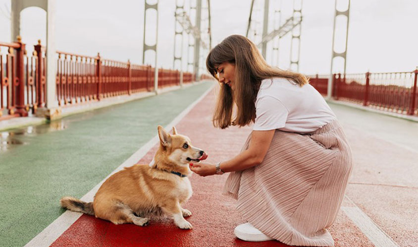 20 Common Dog Behaviors Explained by a Veterinarian