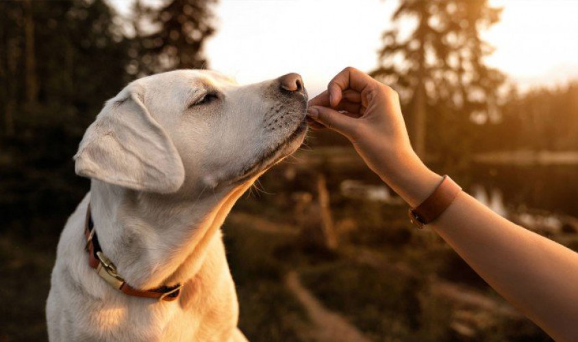 Building relationship with your pets