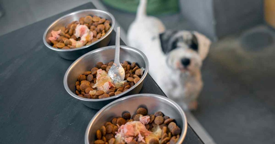 Best Homemade Dog Food in Nepal: Healthy & Affordable