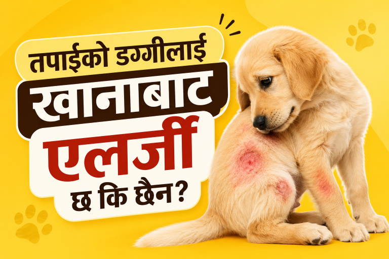 तपाईंको डग्गीलाई खानाबाट एलर्जी छ कि छैन? यी हुन् ५ लक्षण र समाधान